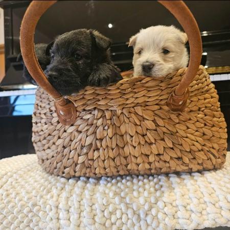 Scottish Terrier for sale by WEEHIGHLANDR