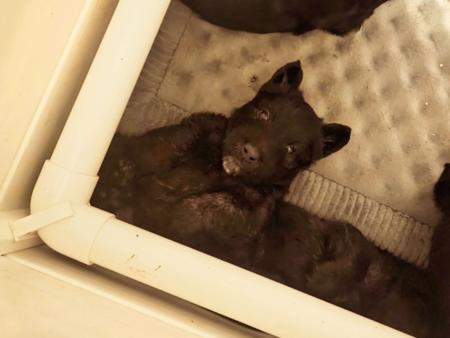 Scottish Terrier for sale by WEEHIGHLANDR