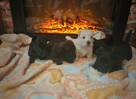 Scottish Terrier for sale by WEEHIGHLANDR