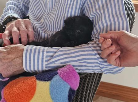 Scottish Terrier for sale by WEEHIGHLANDR