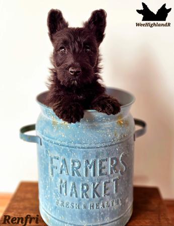 Scottish Terrier puppy for sale by WEEHIGHLANDR