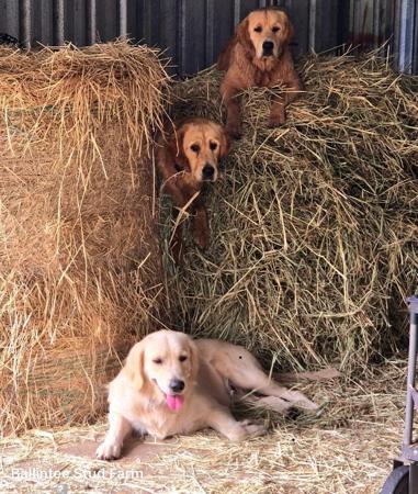Golden Retriever for sale by BALLINTEE