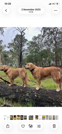 Golden Retriever for sale by BALLINTEE