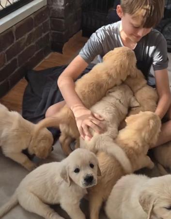 Golden Retriever for sale by BALLINTEE