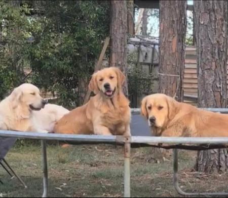 Golden Retriever for sale by BALLINTEEGOLDEN