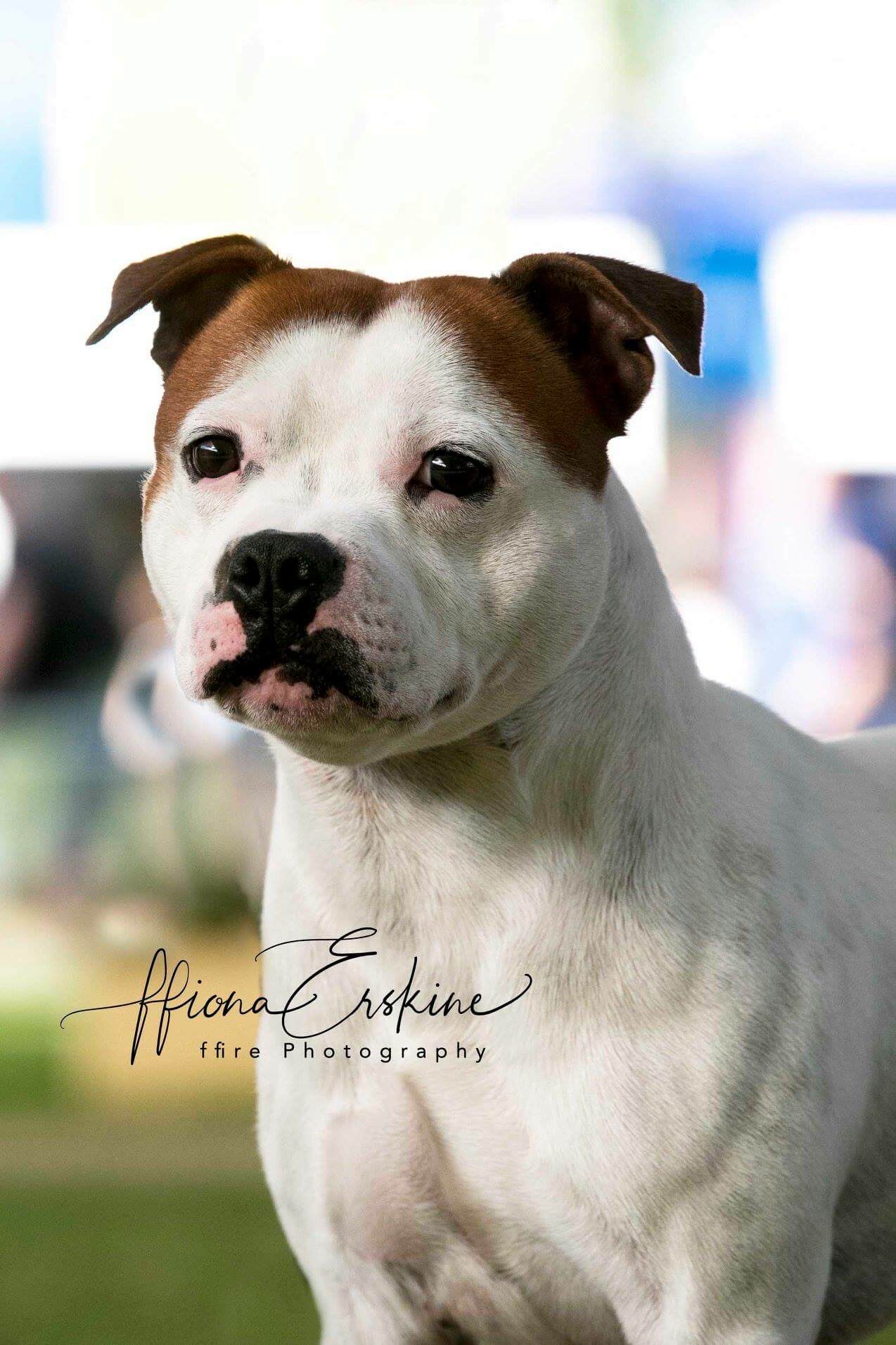 Border Mosstrooper Mosstrooper madein Memphis Staffordshire Bull Terrier - Owned by ...