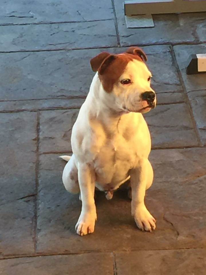 Border Mosstrooper Mosstrooper madein Memphis Staffordshire Bull Terrier - Owned by ...