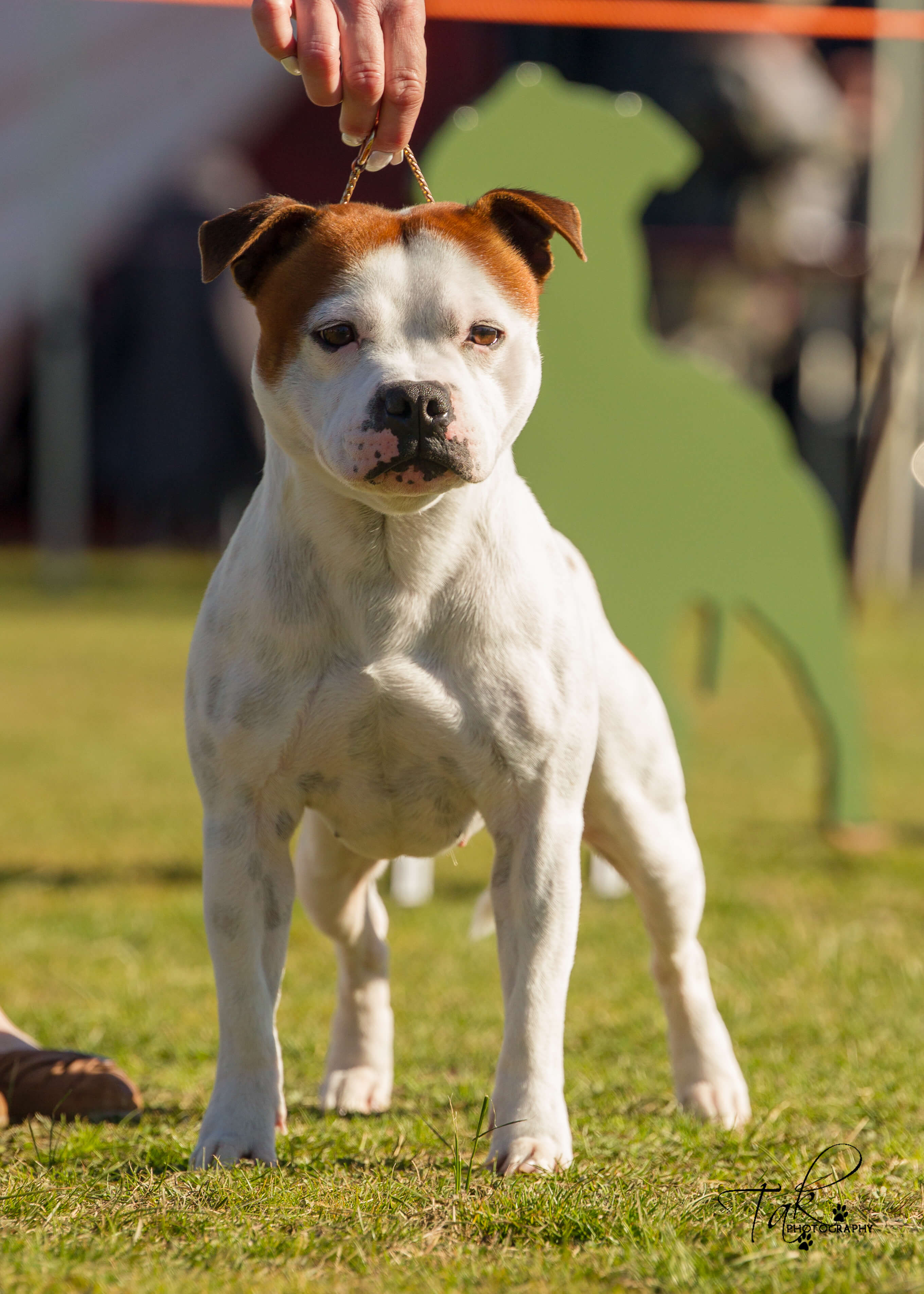 Border Mosstrooper Mosstrooper madein Memphis Staffordshire Bull Terrier - Owned by ...