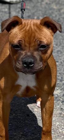 Staffordshire Bull Terrier for sale by XTRABULL