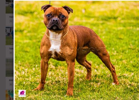 Staffordshire Bull Terrier for sale by XTRABULL