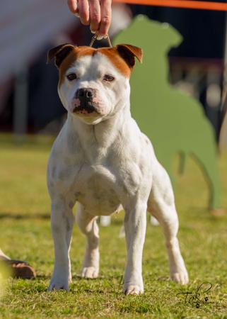 Staffordshire Bull Terrier for sale by XTRABULL