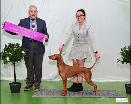 Hungarian Vizsla for sale by REGALSTARS