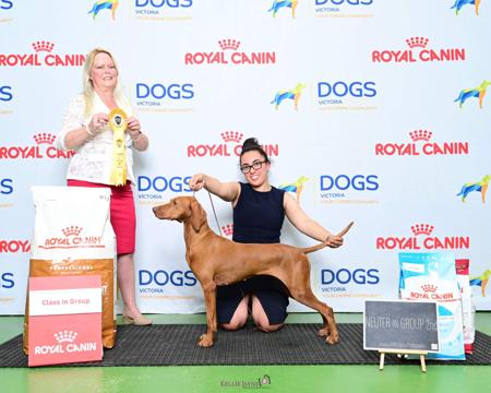 Hungarian Vizsla for sale by REGALSTAR