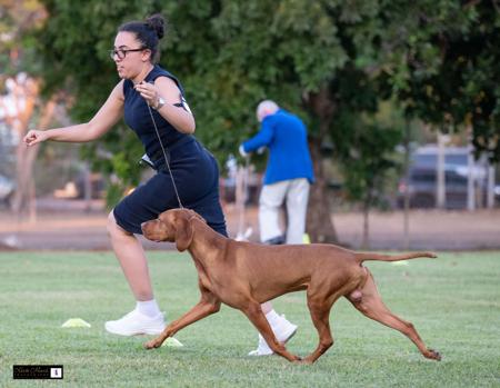 Hungarian Vizsla for sale by REGALSTARS