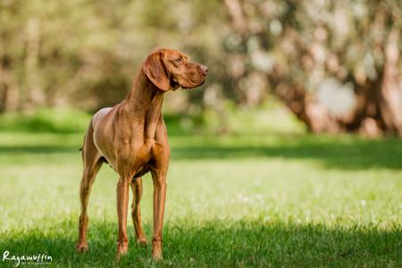 Hungarian Vizsla for sale by REGALSTARS