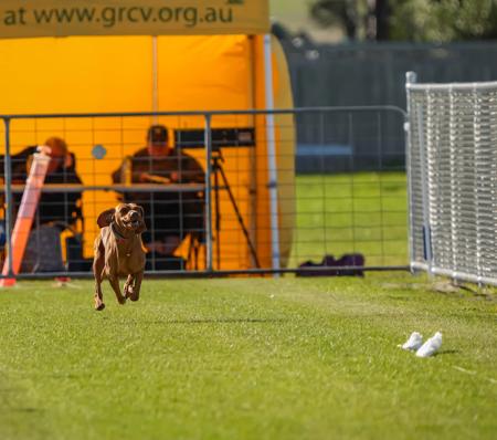 Hungarian Vizsla for sale by REGALSTARS