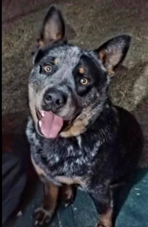 Australian Cattle Dog for sale by MASTERBLU