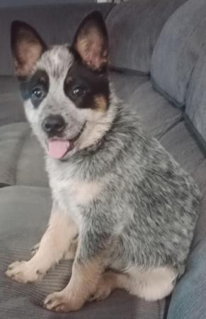 Australian Cattle Dog for sale by MASTERBLU