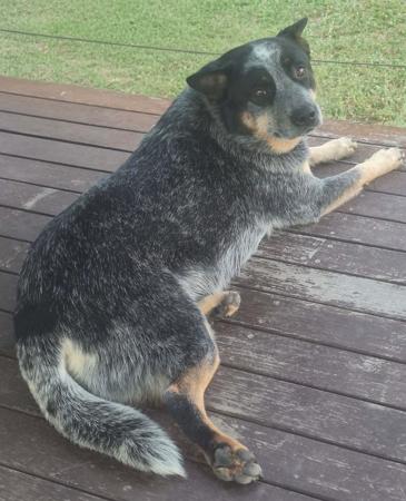 Australian Cattle Dog for sale by MASTERBLU