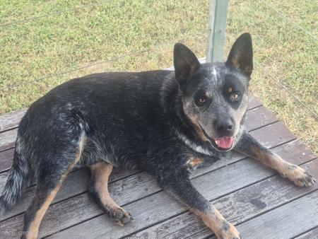 Australian Cattle Dog for sale by MASTERBLU