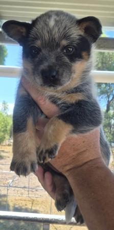Australian Cattle Dog for sale by MASTERBLU