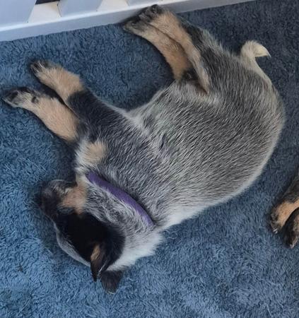 Australian Cattle Dog for sale by MASTERBLU