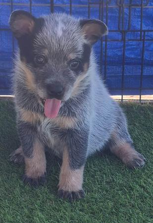 Australian Cattle Dog for sale by MASTERBLU