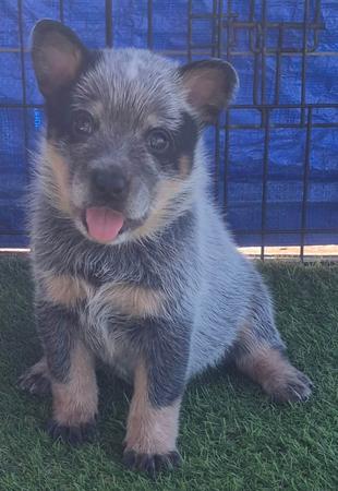 Australian Cattle Dog for sale by MASTERBLU