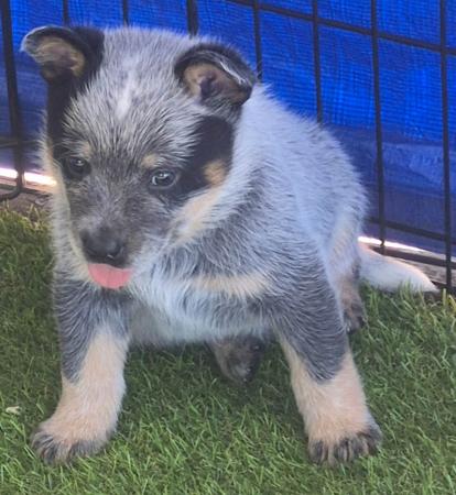 Australian Cattle Dog for sale by MASTERBLU