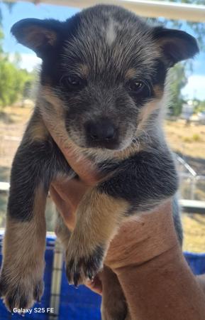 Australian Cattle Dog for sale by MASTERBLU