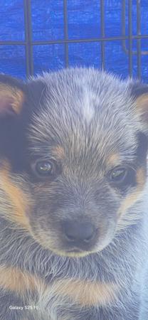 Australian Cattle Dog for sale by MASTERBLU