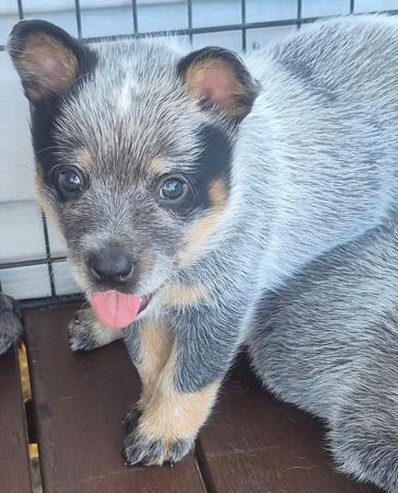 Australian Cattle Dog for sale by MASTERBLU