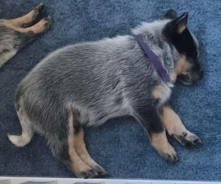 Australian Cattle Dog for sale by MASTERBLU