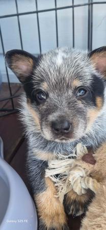 Australian Cattle Dog for sale by MASTERBLU