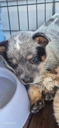 Australian Cattle Dog for sale by MASTERBLU
