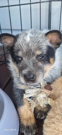 Australian Cattle Dog for sale by MASTERBLU