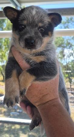 Australian Cattle Dog puppy for sale by MASTERBLU