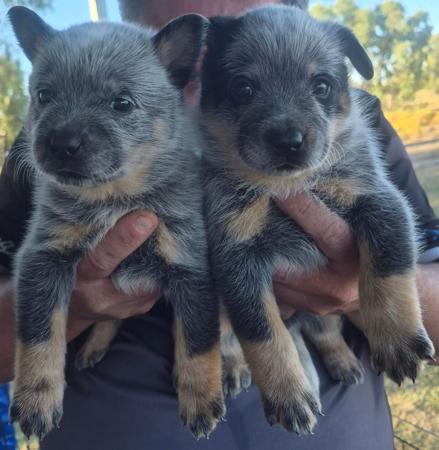 Australian Cattle Dog puppy for sale by MASTERBLU