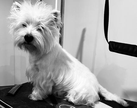West Highland White Terrier for sale by JILLYNDEE