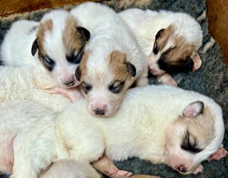 Pyrenean Mountain Dog for sale by WINDSBROOK