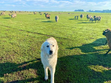 Pyrenean Mountain Dog for sale by WINDSBROOK