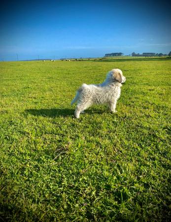 Pyrenean Mountain Dog for sale by WINDSBROOK