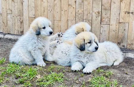 Pyrenean Mountain Dog for sale by WINDSBROOK