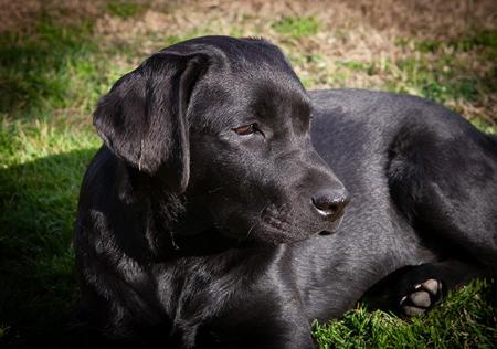 Labrador Retriever for sale by GEMSTARZ