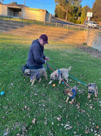 Border Terrier for sale by CARAMAIGH