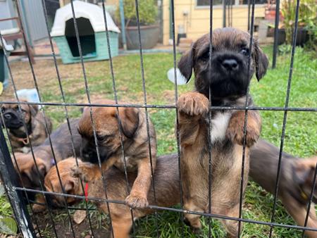 Border Terrier for sale by CARAMAIGH