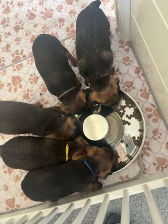 Border Terrier for sale by CARAMAIGH