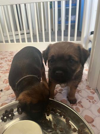 Border Terrier for sale by CARAMAIGH
