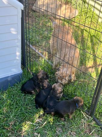 Border Terrier for sale by CARAMAIGH