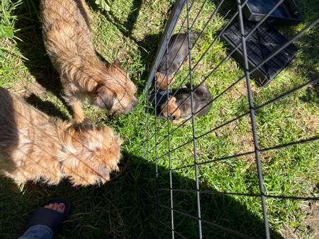Border Terrier for sale by CARAMAIGH
